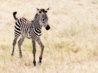 baby-zebra-everything-babyish-7665306-720-532.jpg