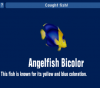 Angelfish Bicolor.png