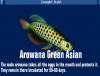 Arowana Green Asian.png