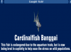 Cardinalfish Banggai.png