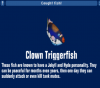 Clown Triggerfish.png