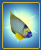 angel fish blueface.png