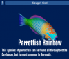 Parrotfish Rainbow.png